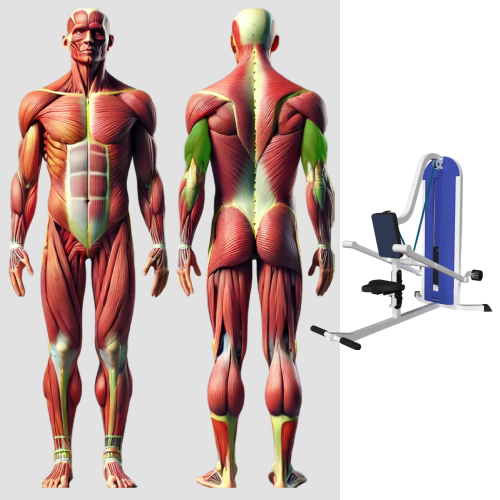 Трицепс. Жим вниз MB 3.24 N MB Barbell