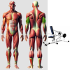 Трицепс MB 4.04 MB Barbell