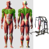 Горизонтальный жим от груди MB 4.02 MB Barbell