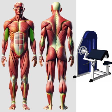 Бицепс машина MB 3.11 N MB Barbell
