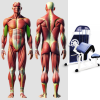 Бицепс машина MB 3.11 MB Barbell