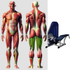 Сгибание ног лежа MB 3.21 N MB Barbell