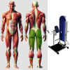 Тренажёр для ягодичных мышц в наклоне MB 3.07 N MB Barbell