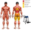 Гиперэкстензия обратная на свободных весах MB 4.08 MB Barbell